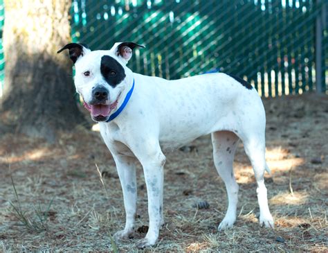 Shelter Dogs of Portland: "DOTTY" who's that dog on "The Little Rascals ...