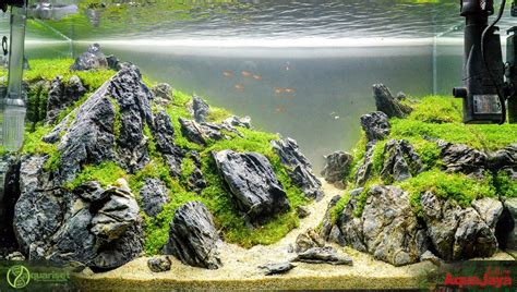 Aquarium Landscape Inspiration