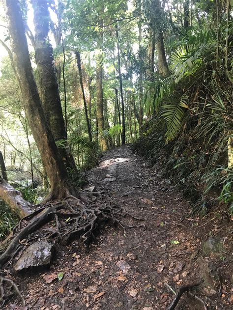 Springbrook National Park with Kids