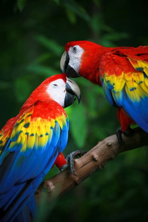 Extremely Fascinating Scarlet Macaw Facts You Ought to Know - Bird Eden