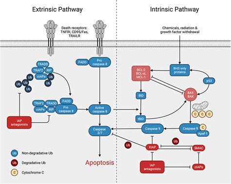 Bcl 2 Pathway