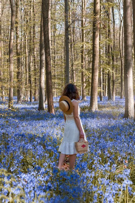 Belgium best kept secret: The Bluebells Forest in Hallerbos