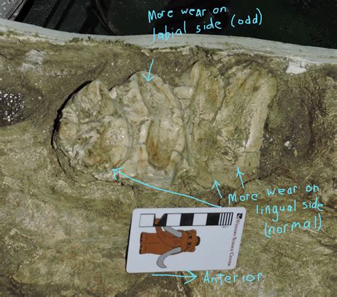 Fossil Friday - mastodon partial skull — Western Science Center