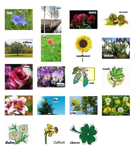 Plants - learn the names of 15 kinds of plants - Games to learn English