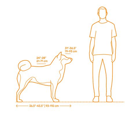 Akita Dimensions & Drawings | Dimensions.Guide