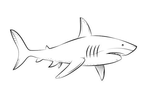 Free Vector | Hand drawn shark outline illustration