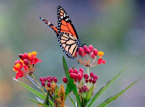 Creating a Butterfly Garden is Easier Than You Think