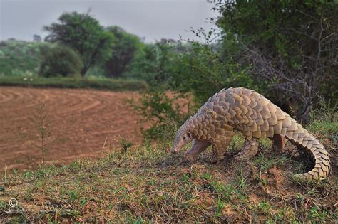 Indian pangolin | The Indian pangolin, thick-tailed pangolin… | Flickr