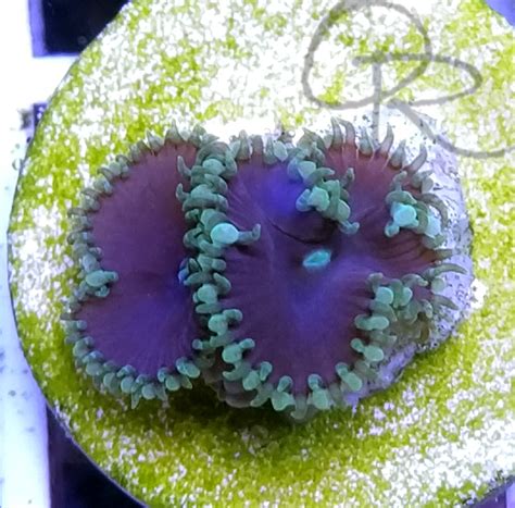 Palythoa – Purple Death – Orchard Reef Coral Farm