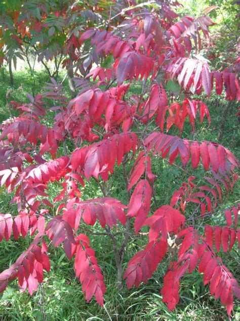 Smooth Sumac Fall Arrives – Kleckner Oasis