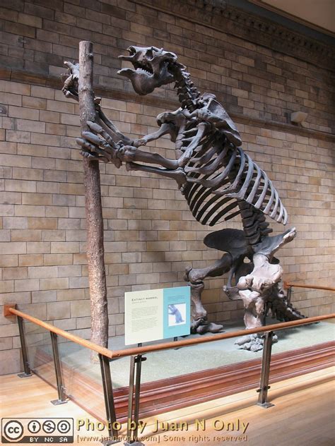 Giant Sloth Skeleton [A630-2023] | Natural History Museum, L… | Flickr