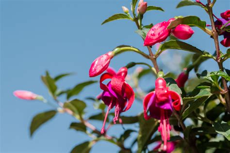 Shade-Loving Fuchsias Make Great Container Plants - TrendRadars