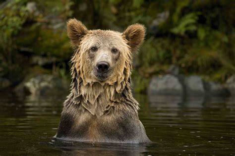 Canadian Wildlife Photography of the Year Exhibition. On view through ...