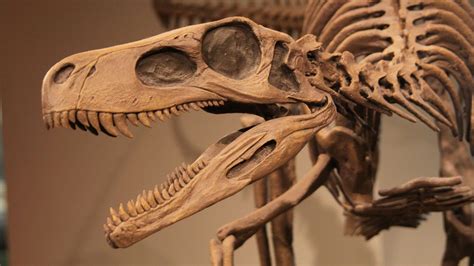 How people learned fossils belonged to dinosaurs | Britannica