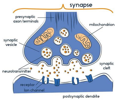 Simple Synapse Diagram