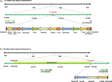 Schematic diagram of the whole structure and arrangement of transgene ...