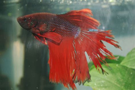 Betta Fish Fin Rot: Symptoms, Causes, Prevention & Treatment