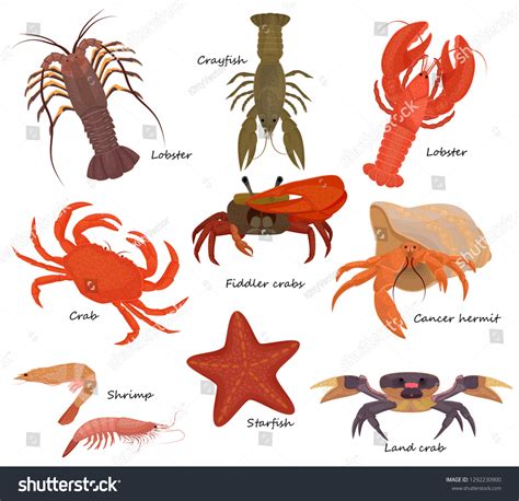 285,761 Crustaceans Images, Stock Photos & Vectors | Shutterstock