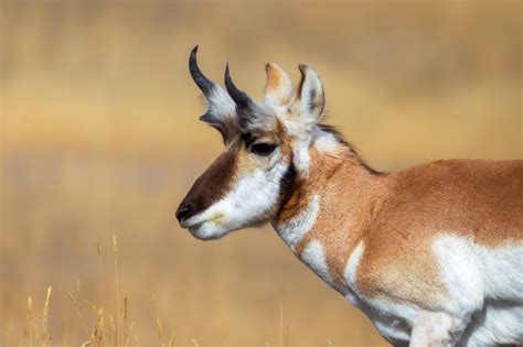 Handsome Close-Up | Yellowstone National Park, Wyoming | Fine Art ...