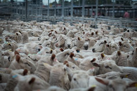 Sheep Farming: Behind the Scenes of the Wool Industry