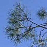 Pine Tree Leaves Photograph by Nora Boghossian - Fine Art America