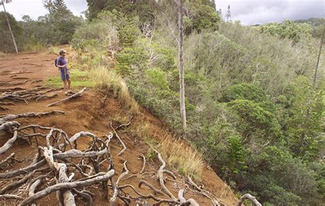 Aiea Loop Trail to remain closed until further notice | Honolulu Star ...