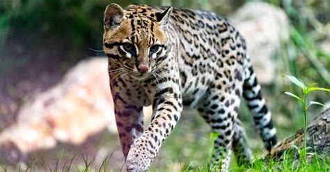 10 Incredible Ocelot Facts - AZ Animals