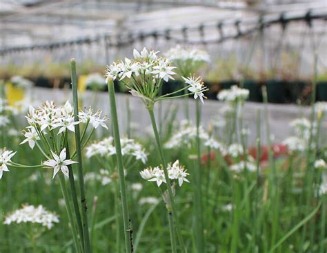 Wild Garlic Edible Flowers (Allium) | Nurtured in Norfolk