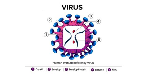 What is the function of capsid?