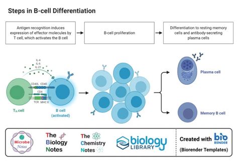 B cell (B lymphocyte)- Definition, Types, Development, Applications