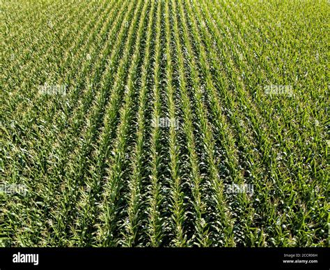 Corn field aerial view Stock Photo - Alamy