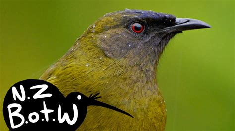 Bellbird - New Zealand Bird of the Week - YouTube