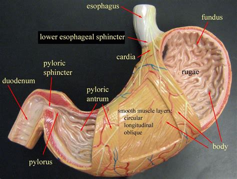 stomach model | Anatomy models, Anatomy models labeled, Human anatomy ...