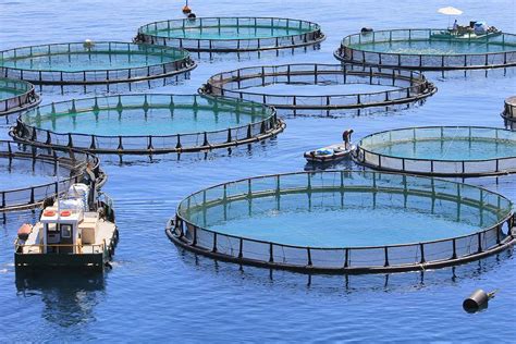 Budidaya Ikan di Laut Lepas – Peluang Karier & Bisnis di Samudera ...