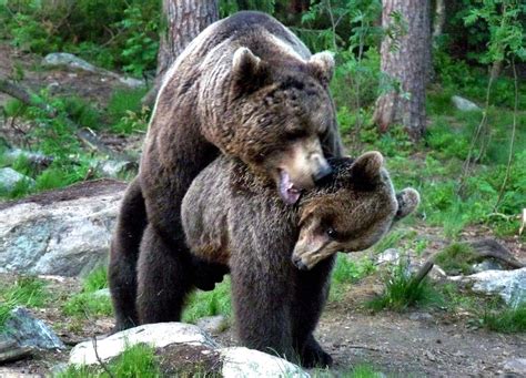 Bears Mating | With trembling excitement and anticipation we… | Flickr