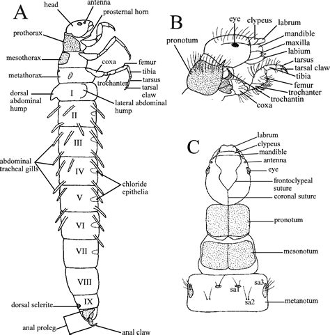 Identification manual for the caddisfly (Trichoptera) larvae of Florida ...