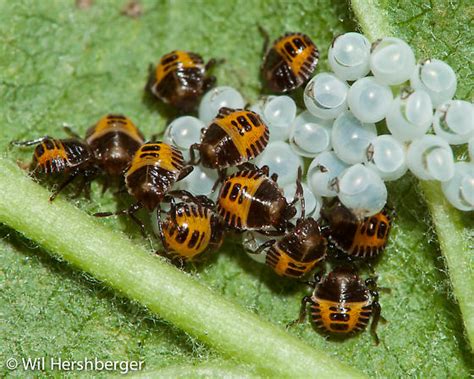 Recently hatched eggs with first instar nymphs - Halyomorpha halys ...