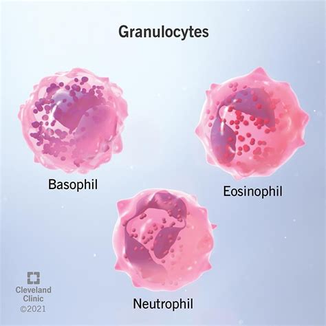 Granulocytes Types