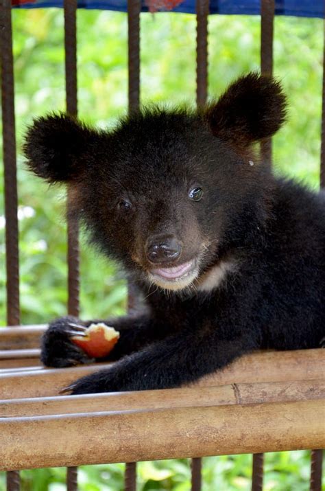 Five Moon Bear Cubs Rescued in One Day - Tenderly