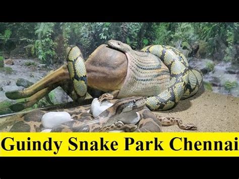 Guindy Snake Park in Chennai | Guindy National Park Chennai Tour - YouTube