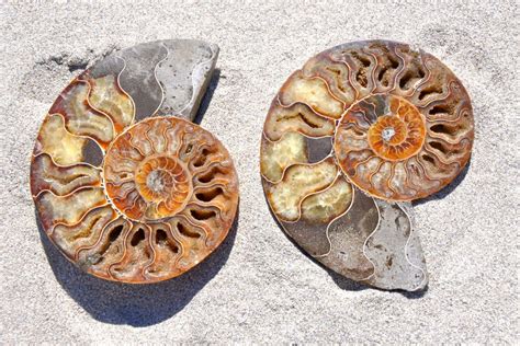 Ammonite: Meaning, Properties, and Benefits You Should Know