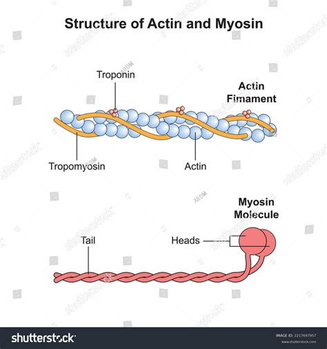 Scientific Designing Actin Myosin Structure Colorful Stock Vector ...