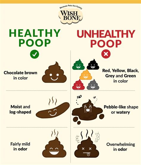 INFOGRAPHIC: The difference between healthy and unhealthy poop - Wishbone