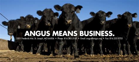 www.angus.org - American Angus Association | Angus, Show cattle, Ranch life