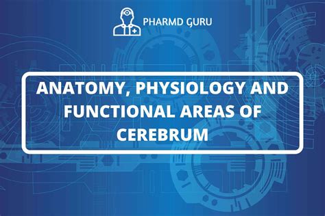 29. ANATOMY, PHYSIOLOGY AND FUNCTIONAL AREAS OF CEREBRUM - PHARMD GURU