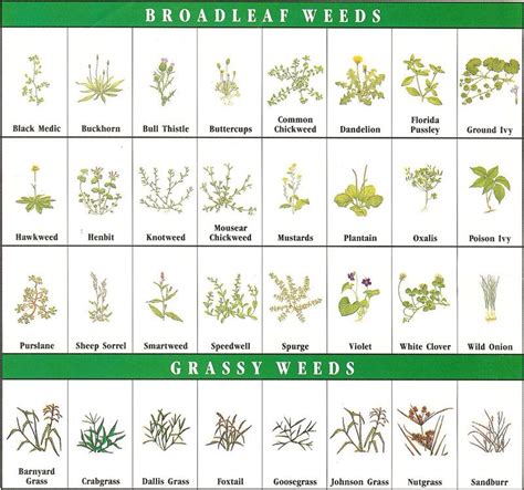 Pin on Broadleaf Weeds