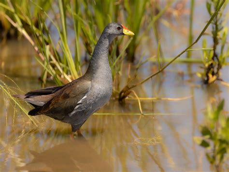 Female Moorhens (Male vs Female Identification) | Birdfact