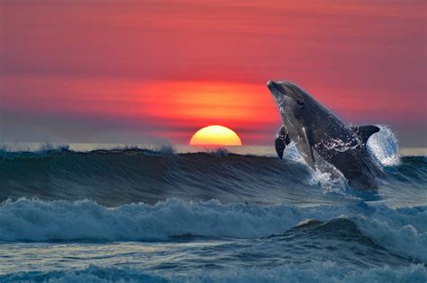 Download Sunset Sea Animal Dolphin 4k Ultra HD Wallpaper