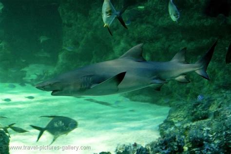 Pictures of Australia - Queensland-0043 - shark at the Townsville Aquarium