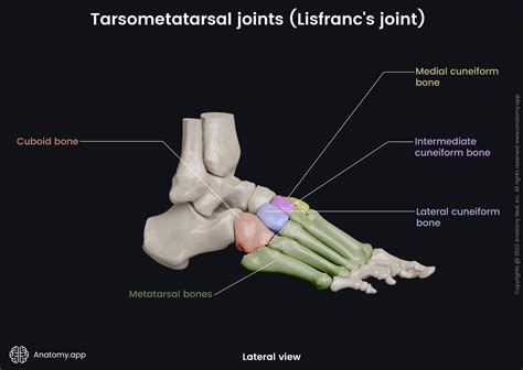 Tarsometatarsal joints (Lisfranc's joint) | Encyclopedia | Anatomy.app ...